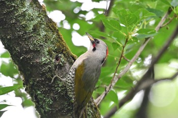 Japanese Green Woodpecker 多摩市 Sat, 4/27/2024