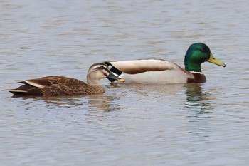 マガモ 浮島ヶ原自然公園 2024年4月30日(火)