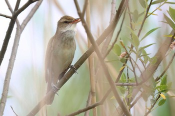 Oriental Reed Warbler 浮島ヶ原自然公園 Fri, 4/26/2024