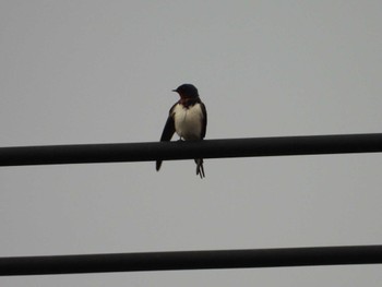 Barn Swallow Higashitakane Forest park Tue, 4/30/2024