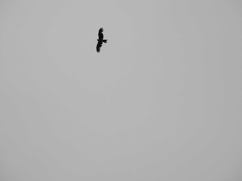 Black Kite Higashitakane Forest park Tue, 4/30/2024