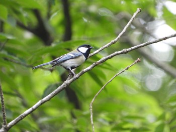 シジュウカラ 東高根森林公園 2024年4月30日(火)