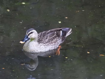 Eastern Spot-billed Duck Higashitakane Forest park Tue, 4/30/2024