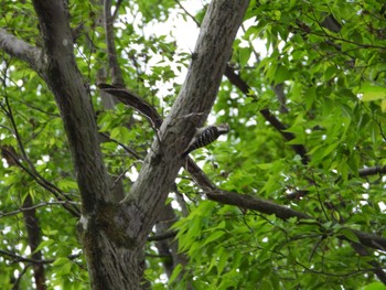 Japanese Pygmy Woodpecker Higashitakane Forest park Tue, 4/30/2024