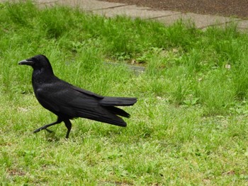 Carrion Crow Higashitakane Forest park Tue, 4/30/2024