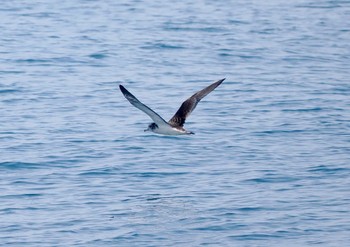 Streaked Shearwater Tobishima Island Sat, 4/27/2024