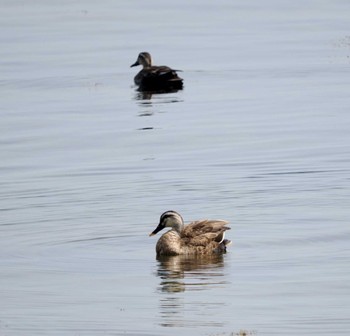 Eastern Spot-billed Duck Tobishima Island Sat, 4/27/2024