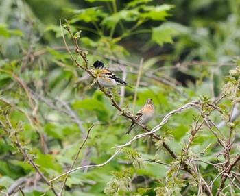 Brambling Tobishima Island Sat, 4/27/2024