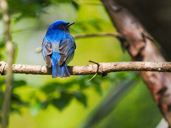 2024年4月27日(土) 飛島の野鳥観察記録