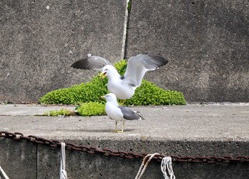 Black-tailed Gull Tobishima Island Sat, 4/27/2024