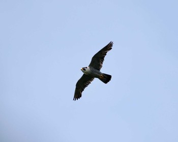 Peregrine Falcon Tobishima Island Sat, 4/27/2024