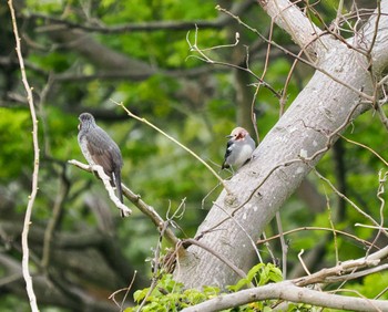 Chestnut-cheeked Starling Tobishima Island Sat, 4/27/2024