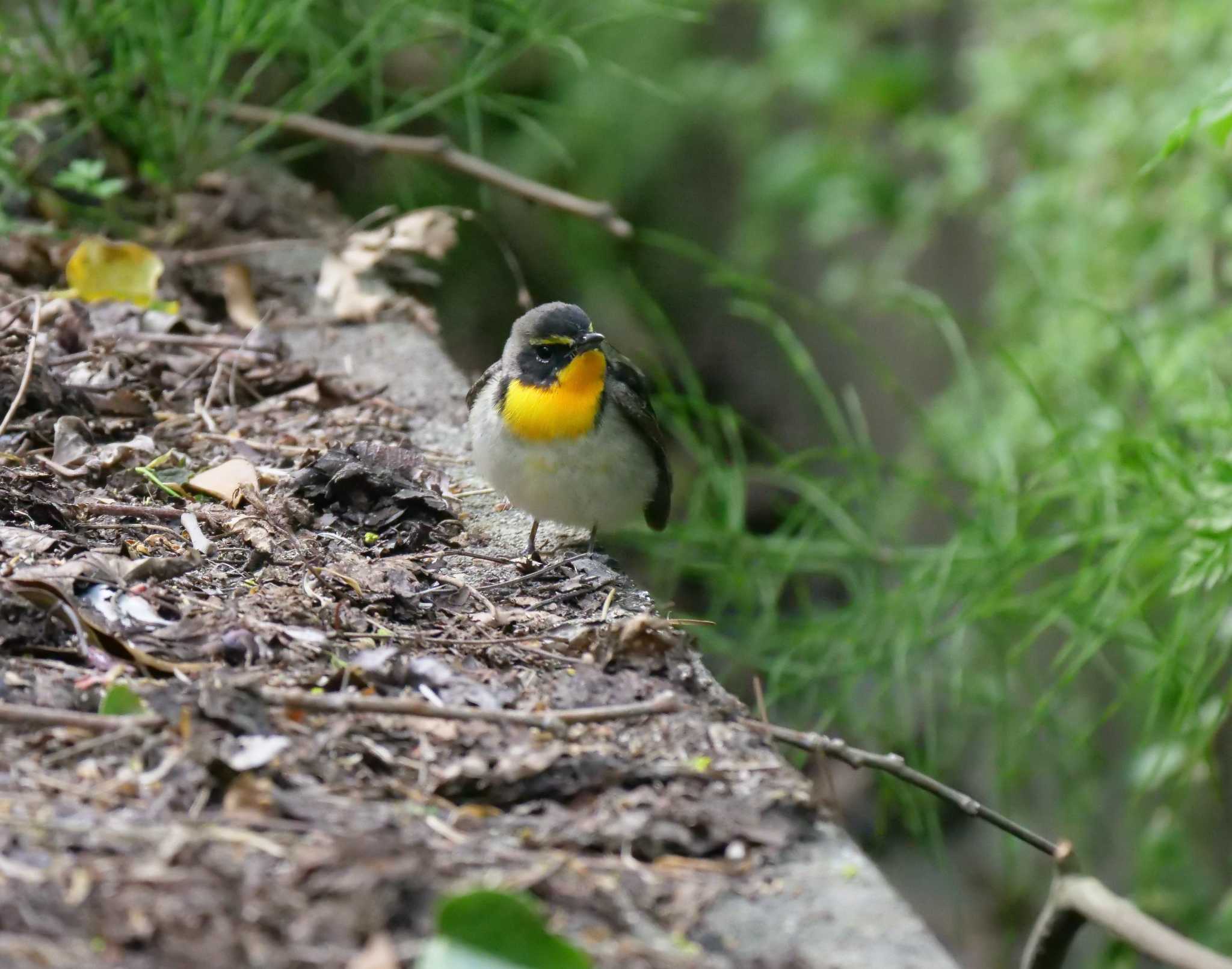 Photo of Narcissus Flycatcher at Tobishima Island by okamooo