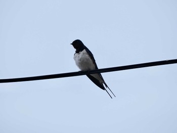 Barn Swallow Tobishima Island Sat, 4/27/2024