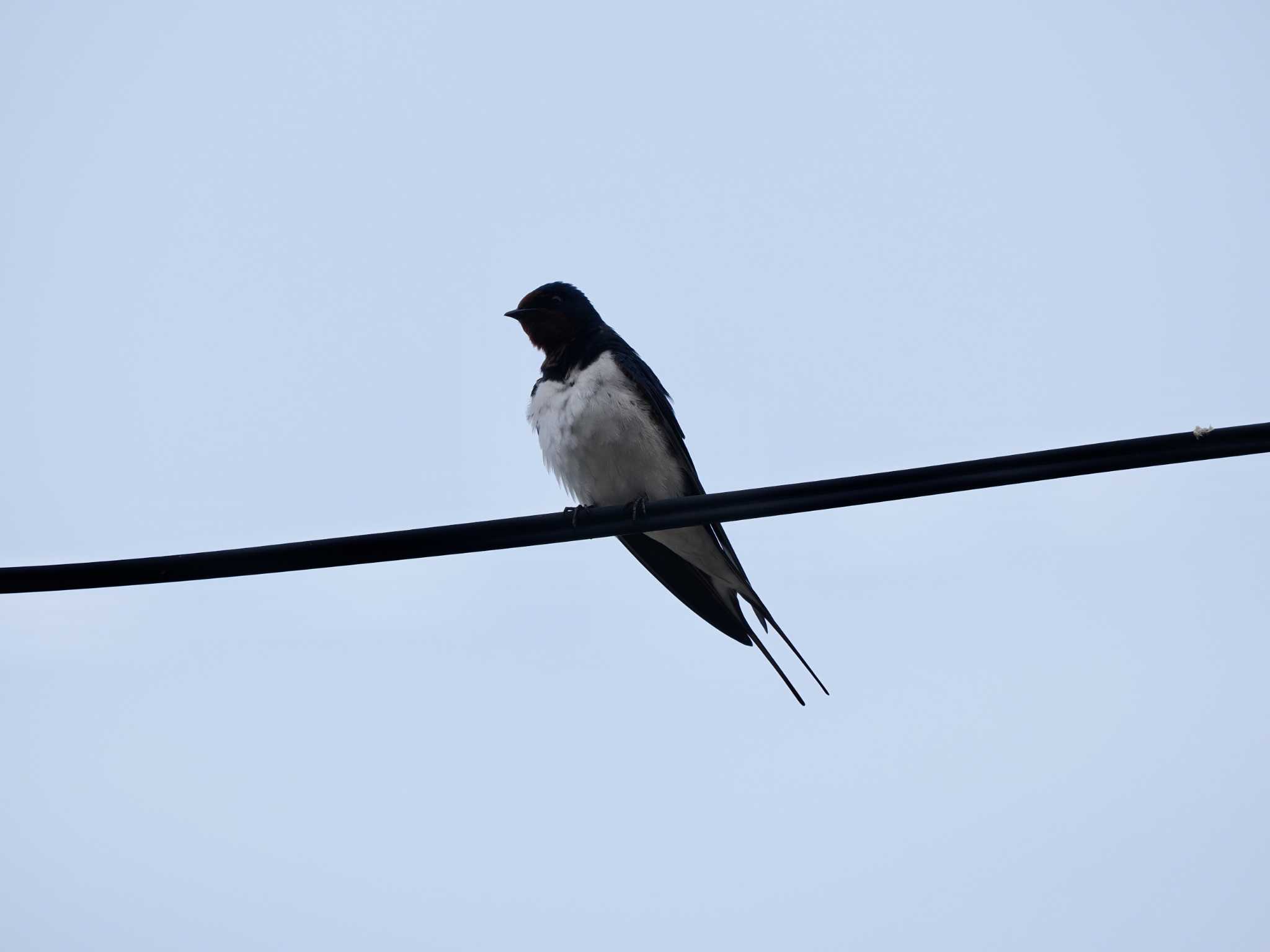 Photo of Barn Swallow at Tobishima Island by okamooo