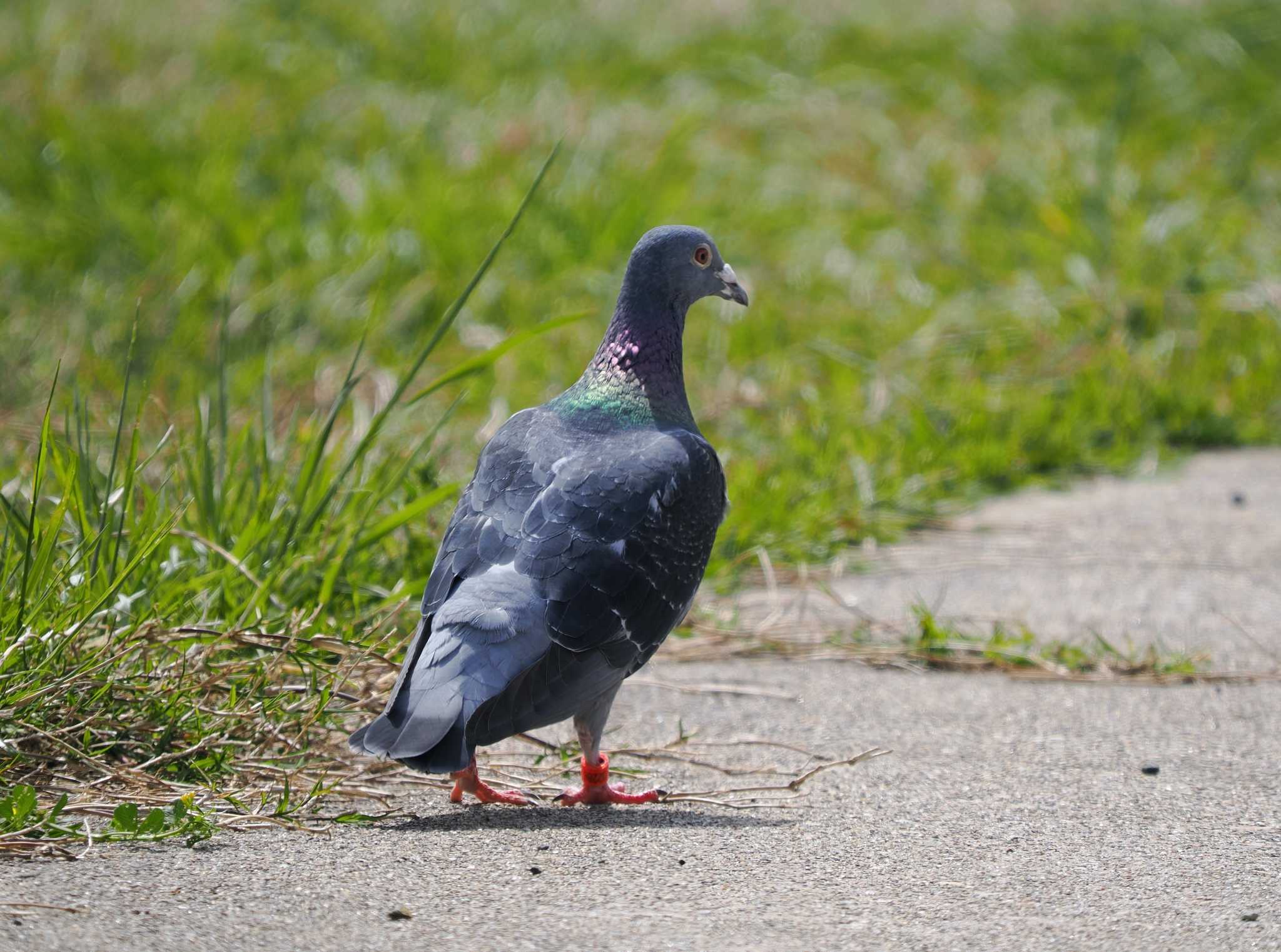 Photo of Rock Dove at Tobishima Island by okamooo