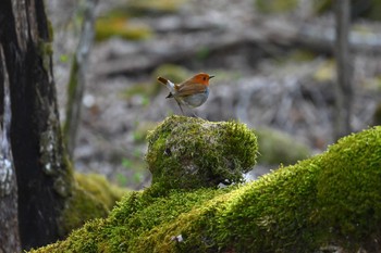 Japanese Robin 大蔵高丸 Mon, 4/29/2024