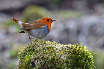 Japanese Robin 大蔵高丸 Mon, 4/29/2024