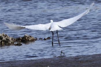 クロツラヘラサギ 葛西臨海公園 2024年4月13日(土)