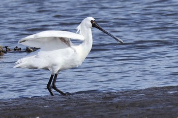 クロツラヘラサギ 葛西臨海公園 2024年4月13日(土)