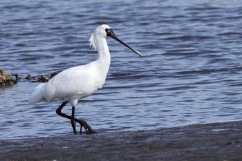 クロツラヘラサギ 葛西臨海公園 2024年4月13日(土)