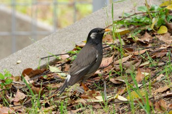 White-cheeked Starling 芦屋市総合公園 Fri, 4/26/2024