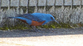 Blue Rock Thrush 布目ダム Sun, 4/28/2024