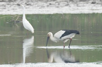 コウノトリ 渡良瀬遊水地 2024年4月17日(水)