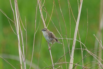 Zitting Cisticola Watarase Yusuichi (Wetland) Wed, 4/17/2024