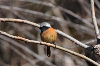 Daurian Redstart Hayatogawa Forest Road Sun, 3/3/2024