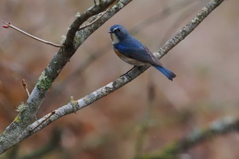 Red-flanked Bluetail 大蔵高丸 Sat, 4/27/2024