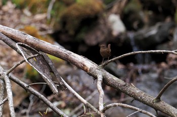 Eurasian Wren 大蔵高丸 Sat, 4/27/2024