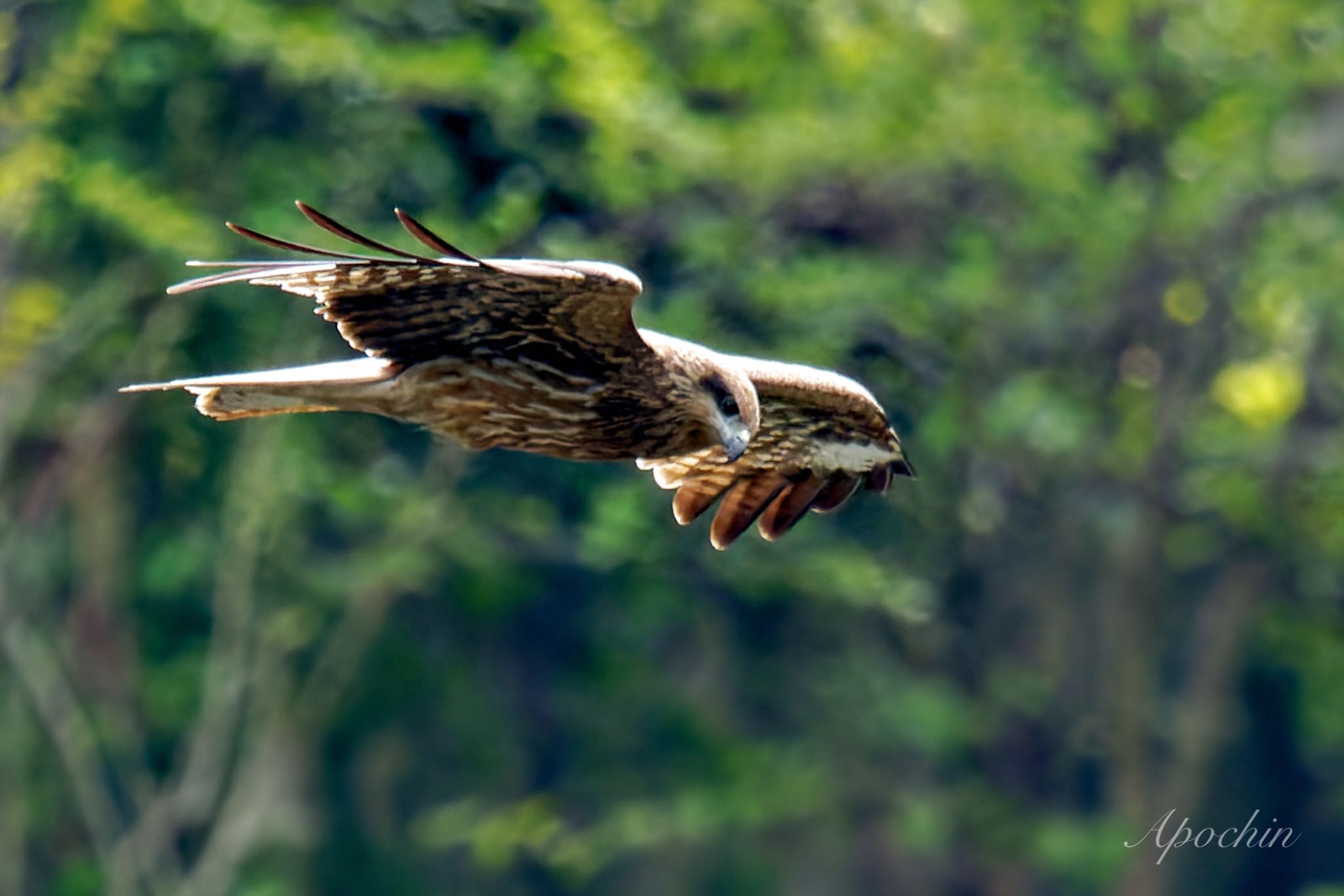 Photo of Black Kite at 北杜市 by アポちん