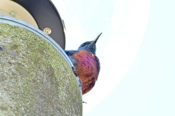 Blue Rock Thrush 布目ダム Sun, 4/28/2024