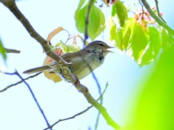 Japanese Bush Warbler 布目ダム Sun, 4/28/2024