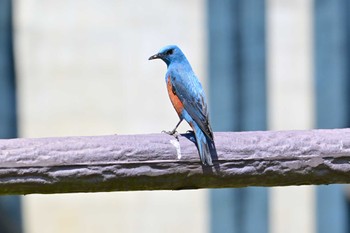 Blue Rock Thrush 布目ダム Sun, 4/28/2024