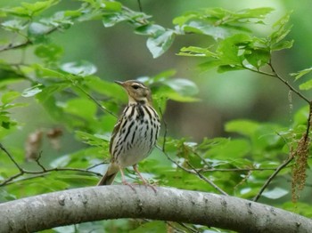 Olive-backed Pipit 秩父 Thu, 5/11/2023