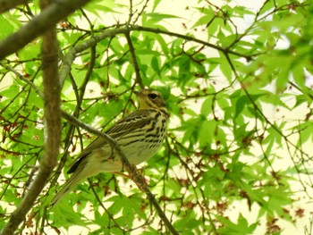 Olive-backed Pipit 秩父 Thu, 4/25/2024