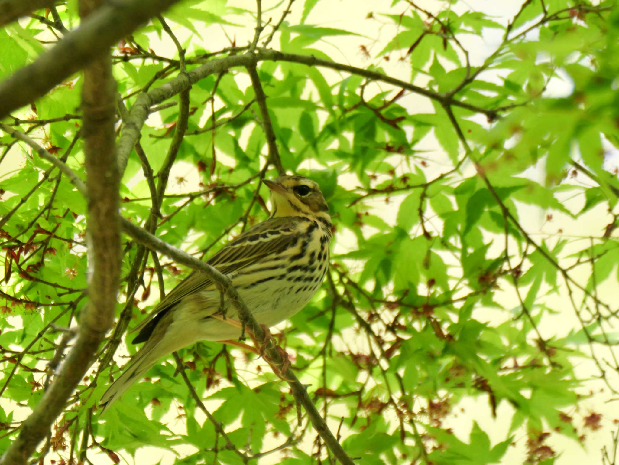 Photo of Olive-backed Pipit at 秩父 by little birds