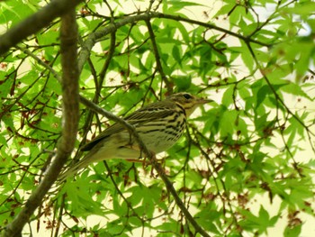 Olive-backed Pipit 秩父 Thu, 4/25/2024