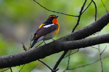 Tue, 4/30/2024 Birding report at Oizumi Ryokuchi Park