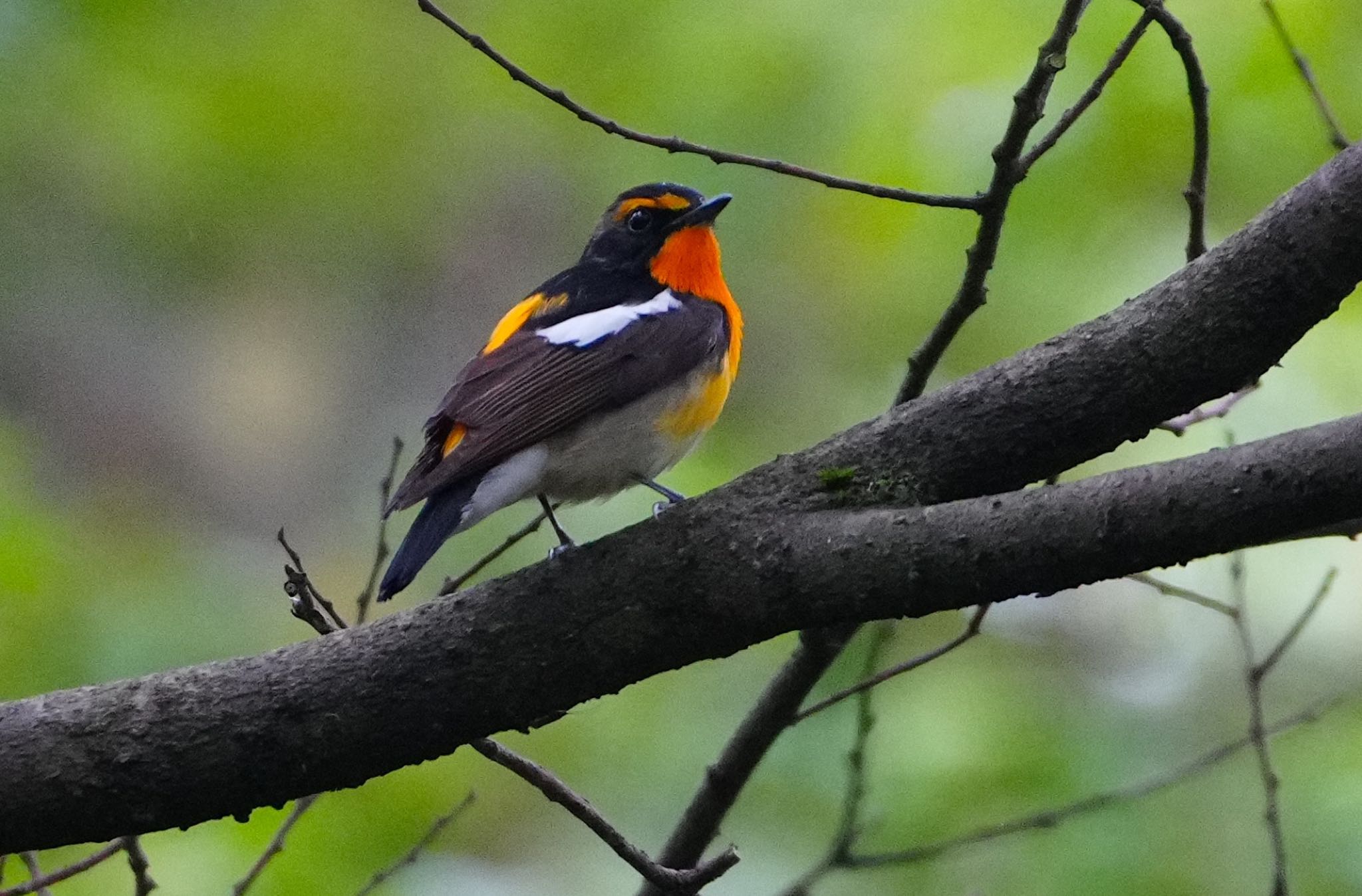 Photo of Narcissus Flycatcher at Oizumi Ryokuchi Park by アルキュオン