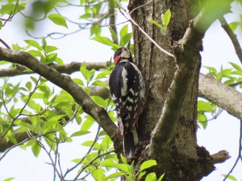 Great Spotted Woodpecker 荒沢湿原 Fri, 4/26/2024