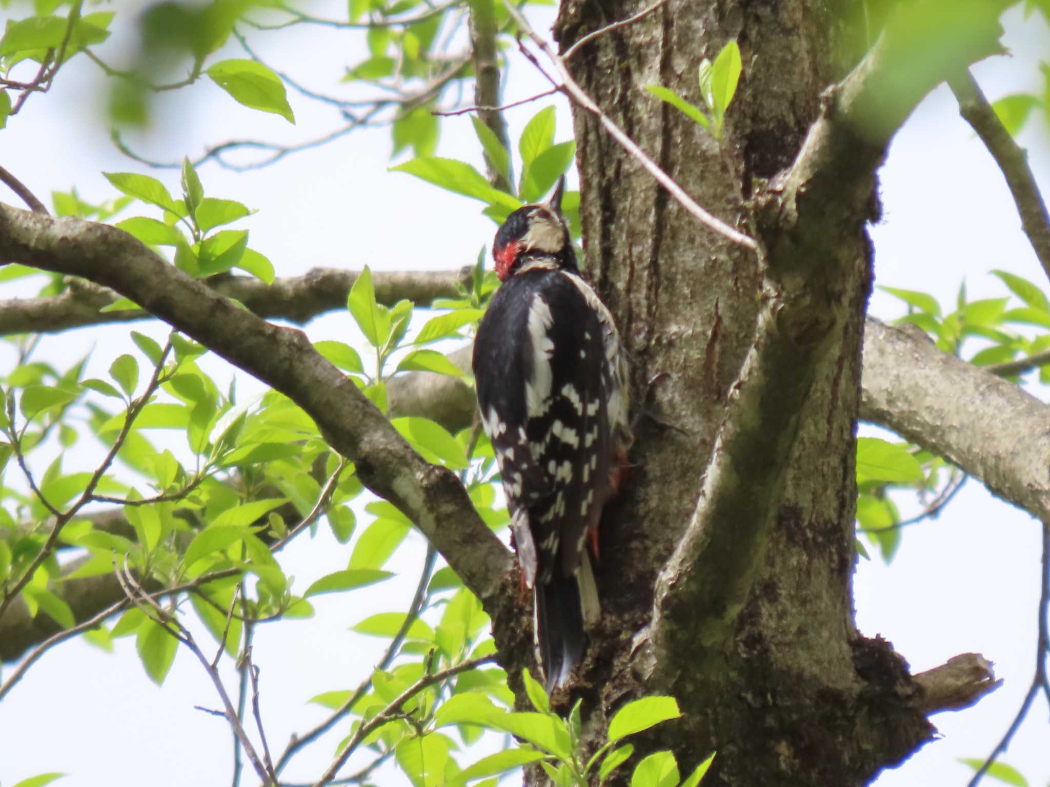 Great Spotted Woodpecker