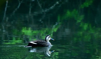 Eastern Spot-billed Duck 静岡県立森林公園 Sun, 4/28/2024