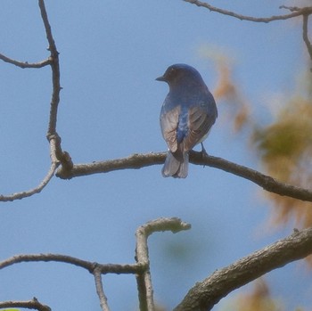 Blue-and-white Flycatcher Akigase Park Sat, 4/20/2024