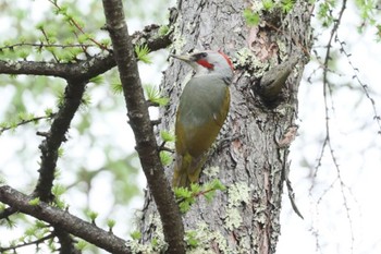 Japanese Green Woodpecker 長野県南佐久郡 Sun, 4/28/2024