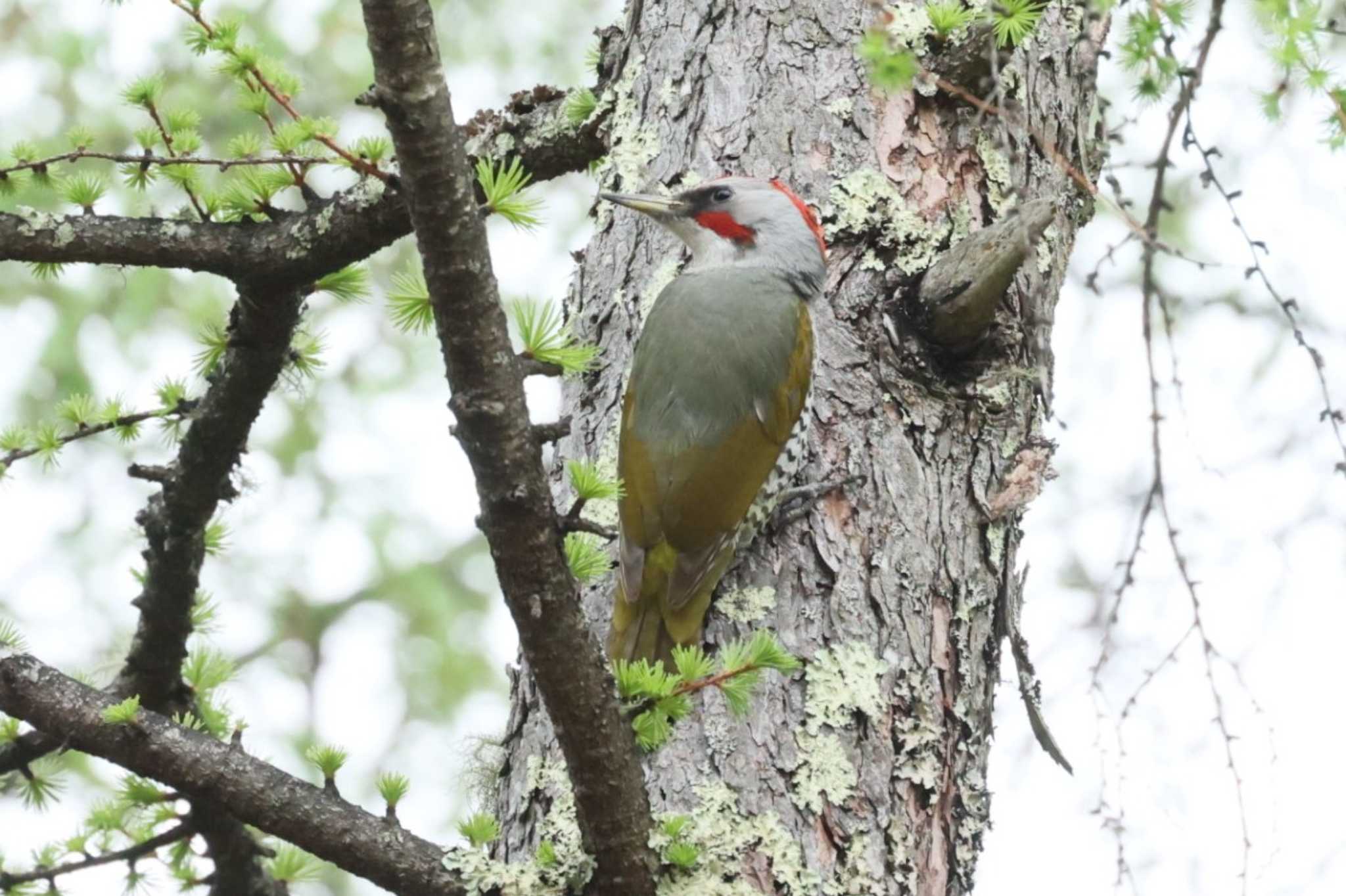 Japanese Green Woodpecker