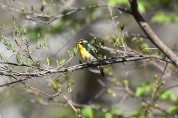 キビタキ 軽井沢野鳥の森 2024年4月26日(金)