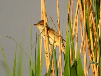 Oriental Reed Warbler Inashiki Mon, 4/29/2024